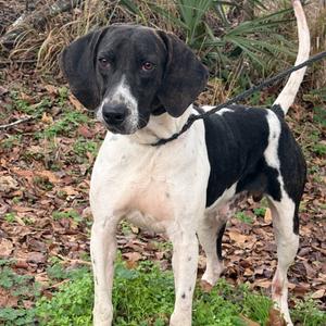 Arlow, Coonhound, Bluetick, adult, available for adoption