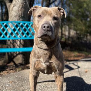 Grumpy Gills McGhee, Mixed Breed (Medium), adult, available for adoption