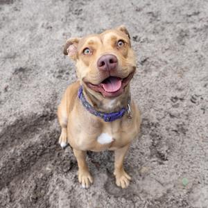 A tan pit bull mix dog with bright blue eyes smiles at the camera while sitting on a sandy surface.