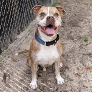 A brown and white dog sitting on a dirt ground with a chain-link fence in the background.