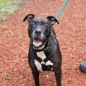 Frank, Boxer, senior, available for adoption