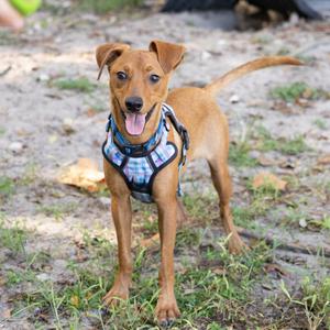 A brown dog wearing a blue and white harness stands on a dirt path with grass.