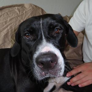 Desdemona, Mixed Breed (Large), adult, available for adoption