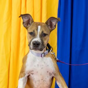 Honey, Black Mouth Cur, adult, available for adoption
