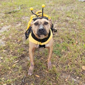 A dog wearing a bee costume, standing on grass.