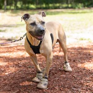 Chicken Biscuit, Mixed Breed (Medium), adult, available for adoption