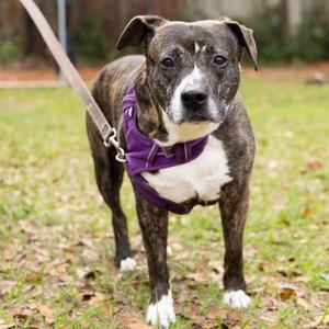 Bolo, Mixed Breed (Large), senior, available for adoption