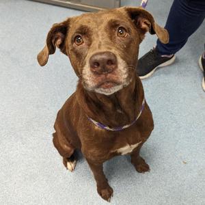 Matilda, Mixed Breed (Medium), senior, available for adoption