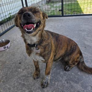 A brown and black brindle dog with a happy expression, sitting on a concrete surface with a metal fence in the background.
