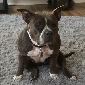 A brown and white dog sitting on a gray rug