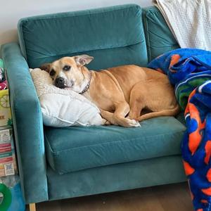 Libby, Mixed Breed (Medium), senior, available for adoption