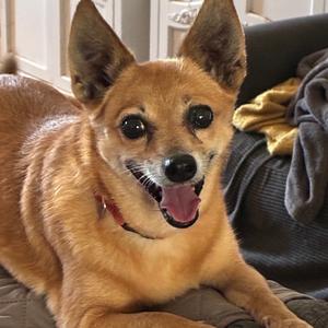 Foxey, Mixed Breed (Small), senior, available for adoption