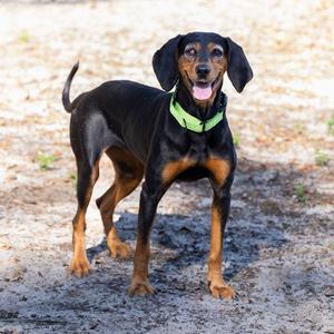 Lorelai, Hound, Black and Tan Coonhound, senior, available for adoption