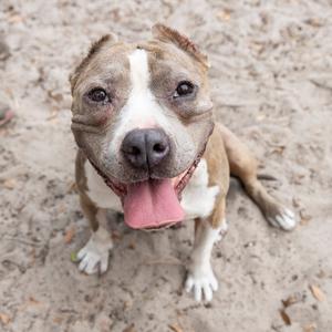 A happy-looking dog with its tongue out, sitting on sandy ground.