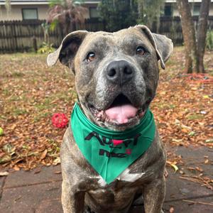 Gargy, Mixed Breed (Large), senior, available for adoption