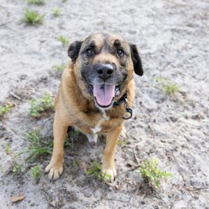A brown and black dog with a happy expression, sitting on a sandy surface with patches of grass.