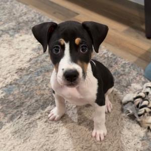 Jabarkus, Mixed Breed (Small), available for adoption