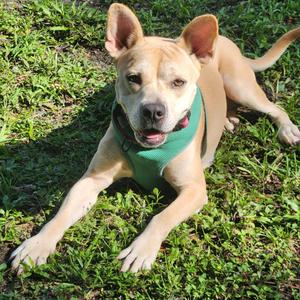 Hope, Mixed Breed (Medium), adult, available for adoption