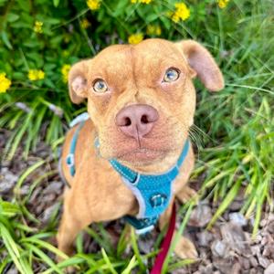 Georgina, Mixed Breed (Medium), adult, available for adoption