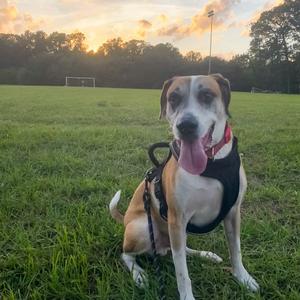 Brady, Hound, senior, available for adoption