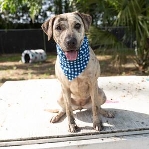 Camilla, Mixed Breed (Medium), adult, available for adoption
