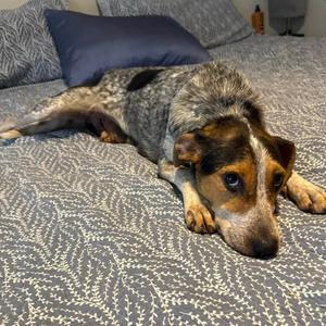 Ella, Hound, adult, available for adoption