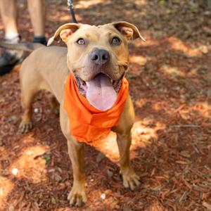 Cardamom, Mixed Breed (Medium), adult, available for adoption