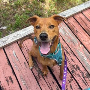 Elaine, Mixed Breed (Medium), adult, available for adoption