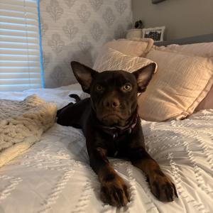 Enola, Mixed Breed (Medium), adult, available for adoption