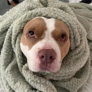 A dog wrapped in a light green blanket.