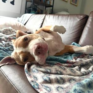 Lloyd, Mixed Breed (Medium), senior, available for adoption