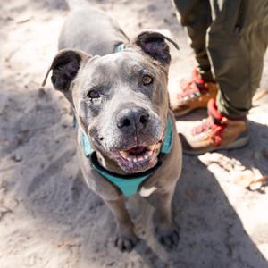 Honey Pie, Mixed Breed (Large), senior, available for adoption