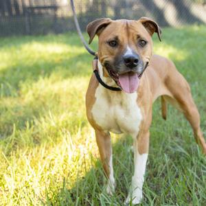 Cersei, Mixed Breed (Medium), adult, available for adoption