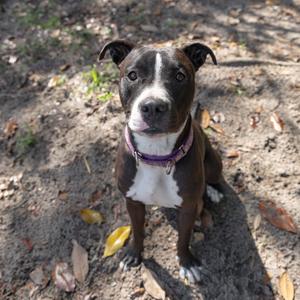A dark-colored pit bull mix dog with white markings on its chest and face, wearing a purple collar, sits on the dirt.
