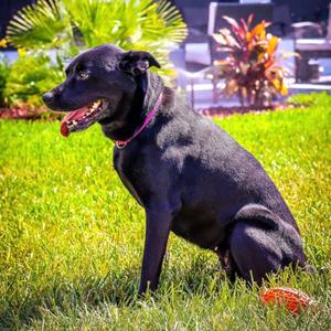 Gemma, Mixed Breed (Large), adult, available for adoption