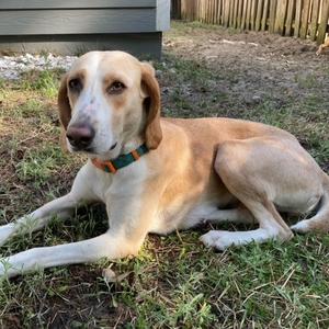 Kora, Hound, adult, available for adoption