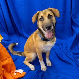 Hazelnut, Mixed Breed (Large), adult, available for adoption