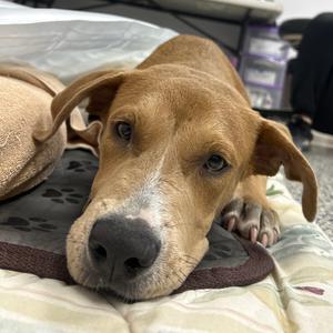 Dew, Black Mouth Cur, adult, available for adoption