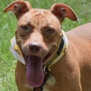 Brandi, Mixed Breed (Medium), adult, available for adoption