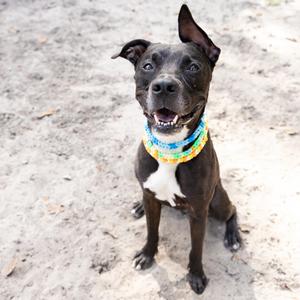 Blitz, Mixed Breed (Medium), adult, available for adoption