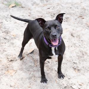 Mama Cass, Mixed Breed (Large), adult, available for adoption