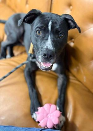 Rocky (FKA Walter 24-151 D), Mixed Breed, young, available for adoption