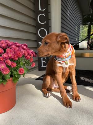 Marmalade (26-189 D), Mixed Breed, puppy, available for adoption