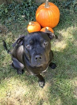 Cocoa Puffs (26-072 D, Mixed Breed, young, available for adoption