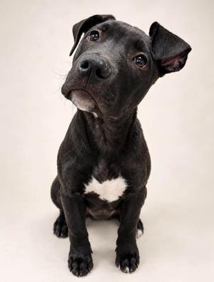 Kent (26-130 D), Mixed Breed, puppy, available for adoption
