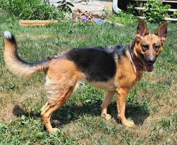 Ginger (26-146 D), German Shepherd Dog, adult, available for adoption