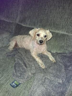 A small, light-colored dog with curly fur resting on a gray couch.