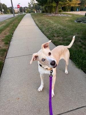 Rosey (26-157 D), Mixed Breed, adult, available for adoption
