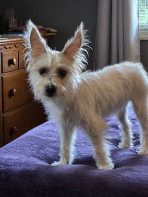 Frank (26-194 D), Yorkie, Yorkshire Terrier / Mixed Breed, young, available for adoption