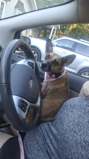 Churro (26-191 D), Mixed Breed, adult, available for adoption